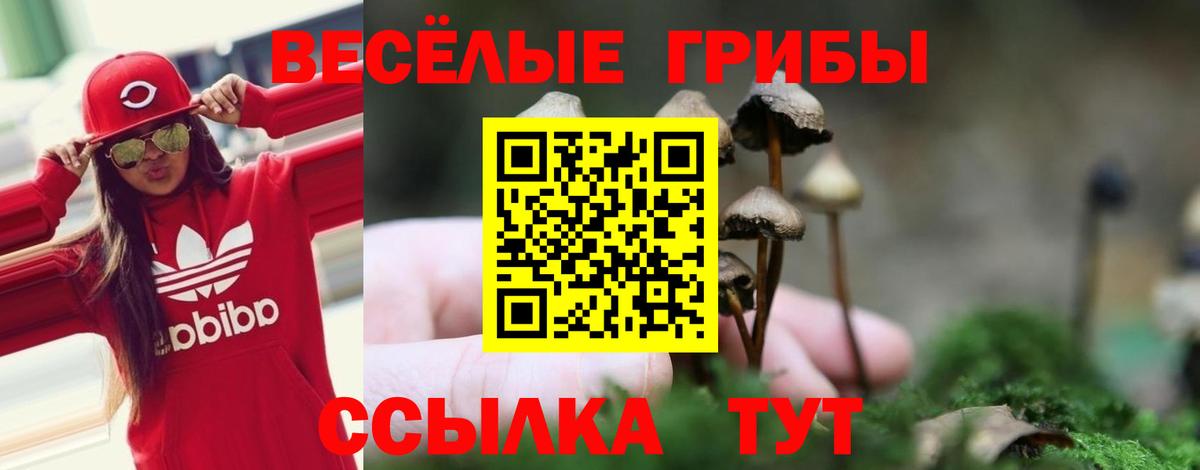 Галлюциногенные грибы Psilocybe Нерюнгри